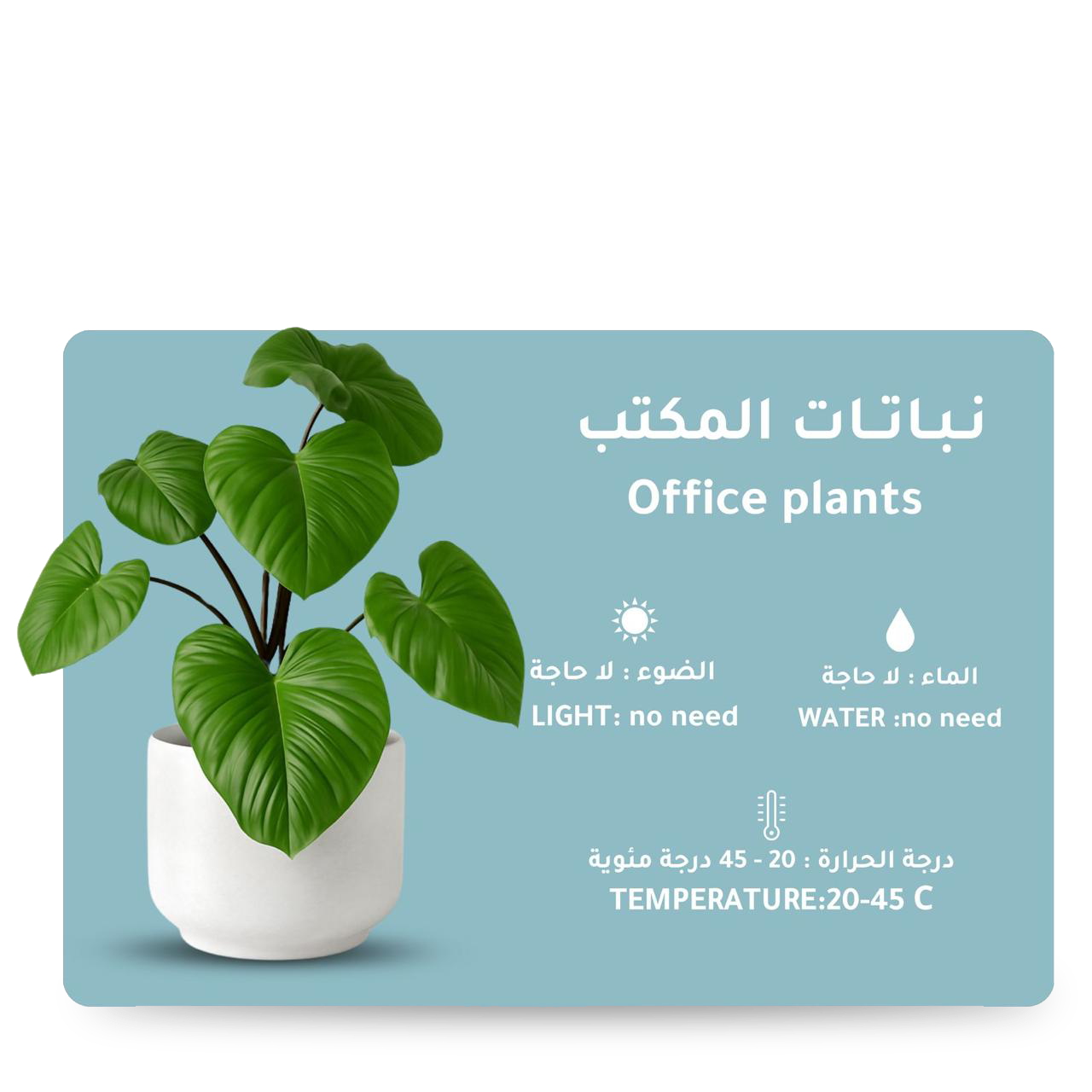 قسم نباتات المكتب