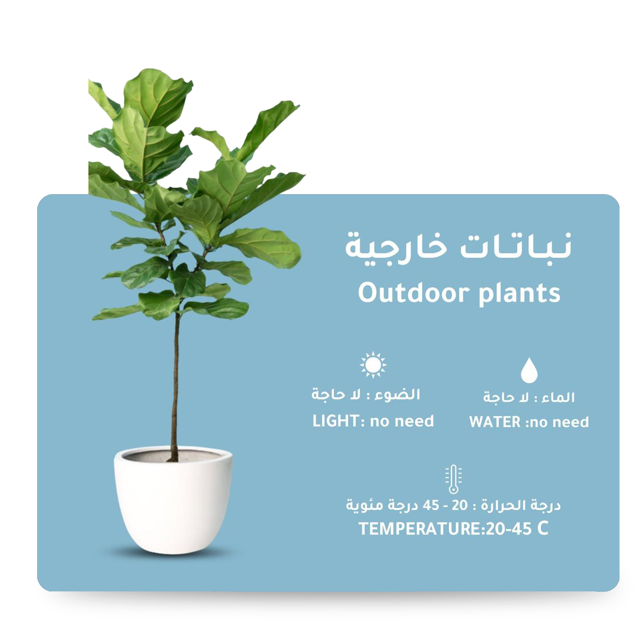 قسم النباتات الخارجية