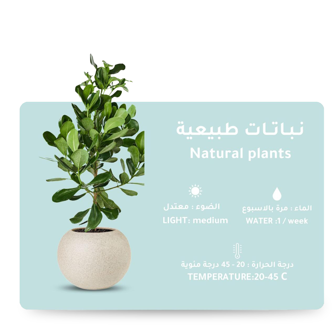 قسم النباتات الطبيعية