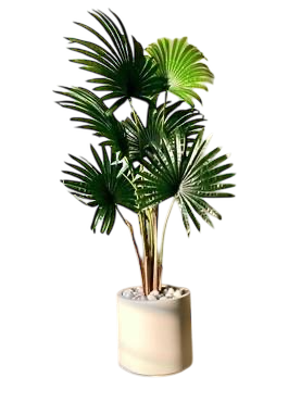نخلة مروحية