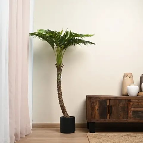 شجر نخل